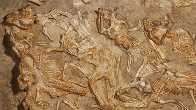 Dino Nest