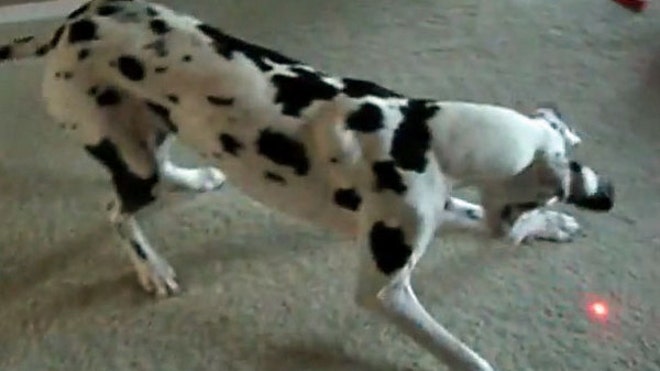 dog-laser.jpg