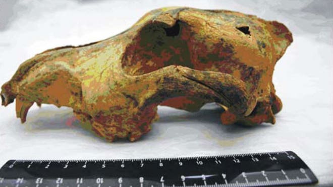 ancient dog skull profile