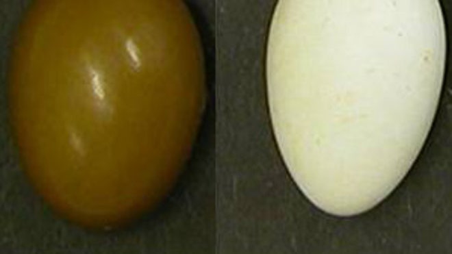 Egg