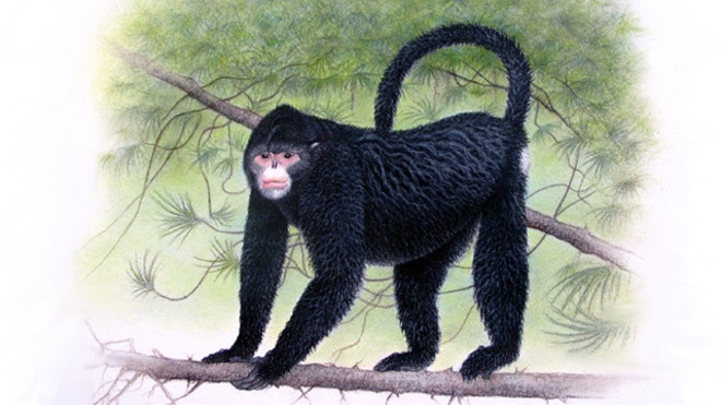 Elvis Monkey