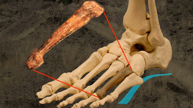 Foot bone from australopithecus afarensis suggests Lucy could walk upright