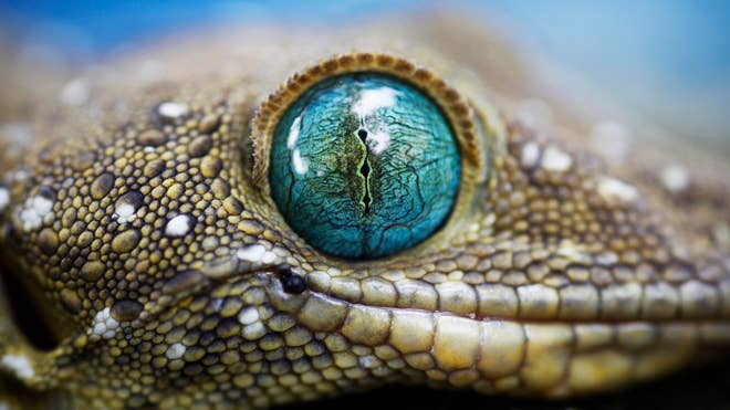 Gecko Eye