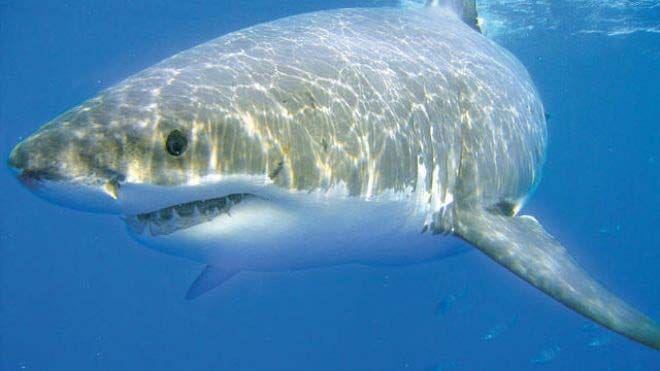great white shark great white shark