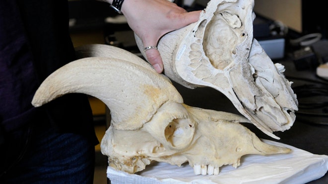 head butting dino skulls