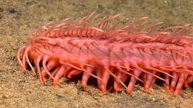 New Species