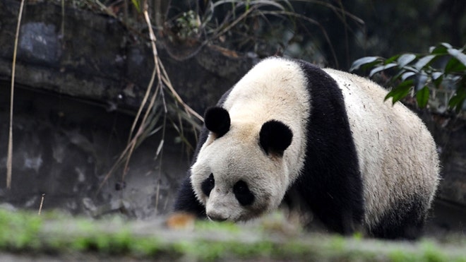 Japan China Pandas