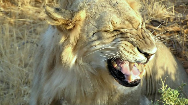 Lion