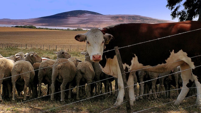 livestock