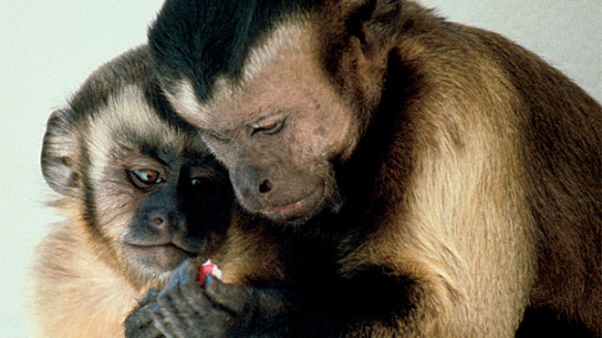 Capuchin monkey Wikimedia