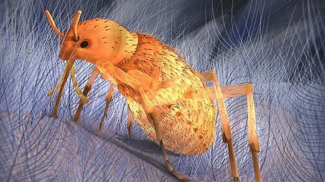Monster fleas