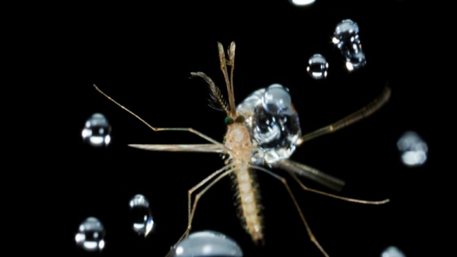 mosquito_rain_black.jpg