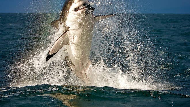 Shark vs. Fish