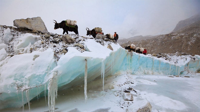 now_everest_animals.JPG