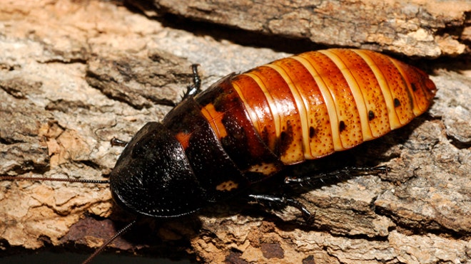 Madagascar Hissing Cockroach