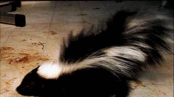skunk file pic