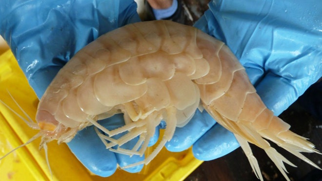 supergiant-amphipod