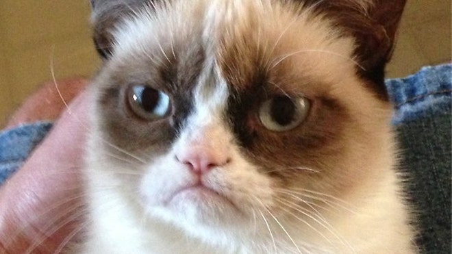 internet finds worldu002639s grumpiest cat named tardar sauce fox news cat images 660x371