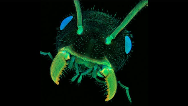 Ant Head