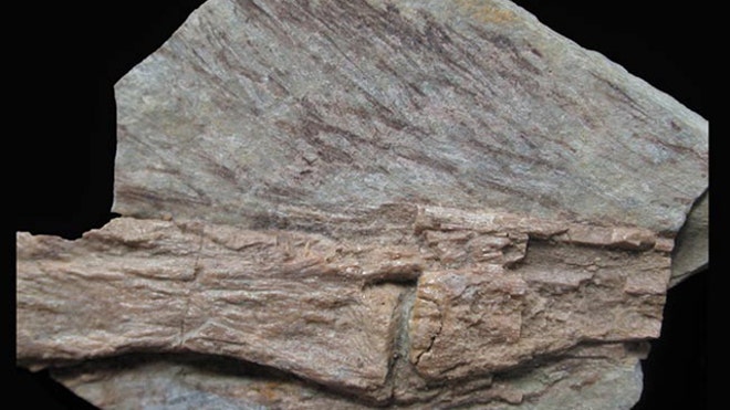 Tyrannosaur feathers