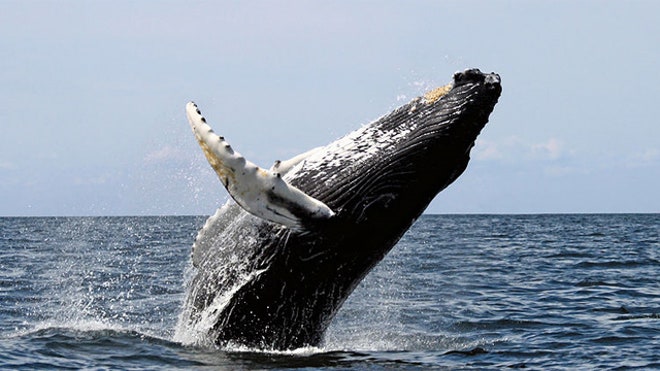 Sunburned Whales