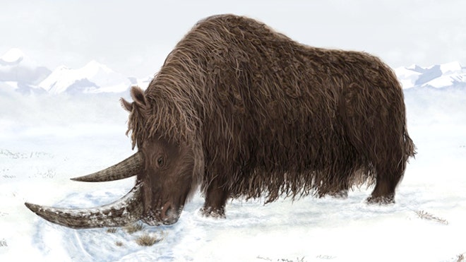 Wooly Rhino fossil Science mag