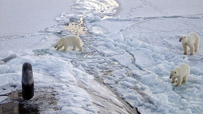Polar Bears