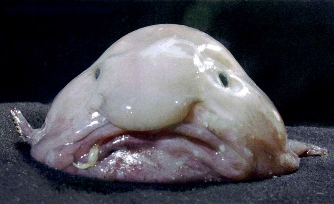 [Image: blobfish_2.jpg?ve=1&tl=1]