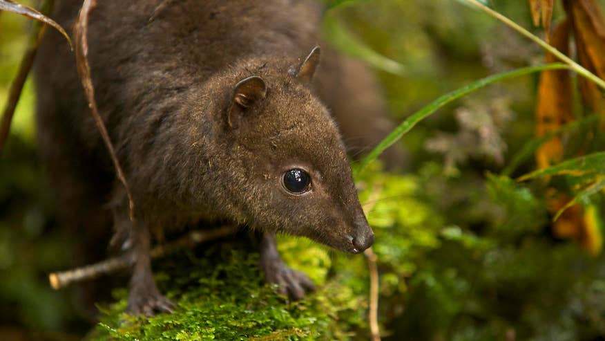World's Tiniest Kangaroo