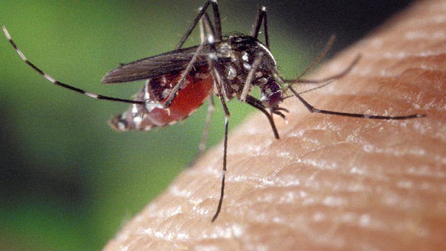 Mosquito at Work