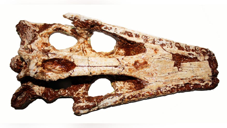 Crocodile