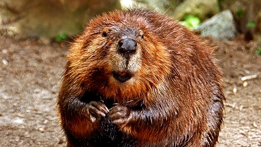 American Beaver