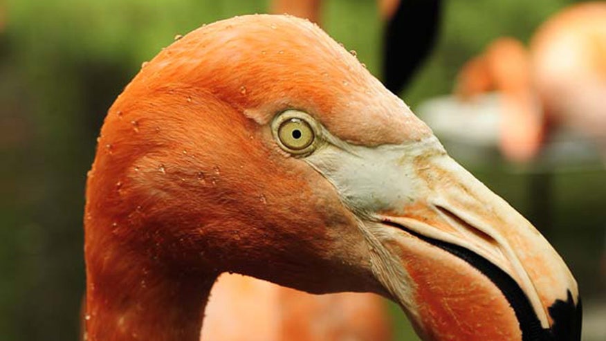 Caribbean flamingo
