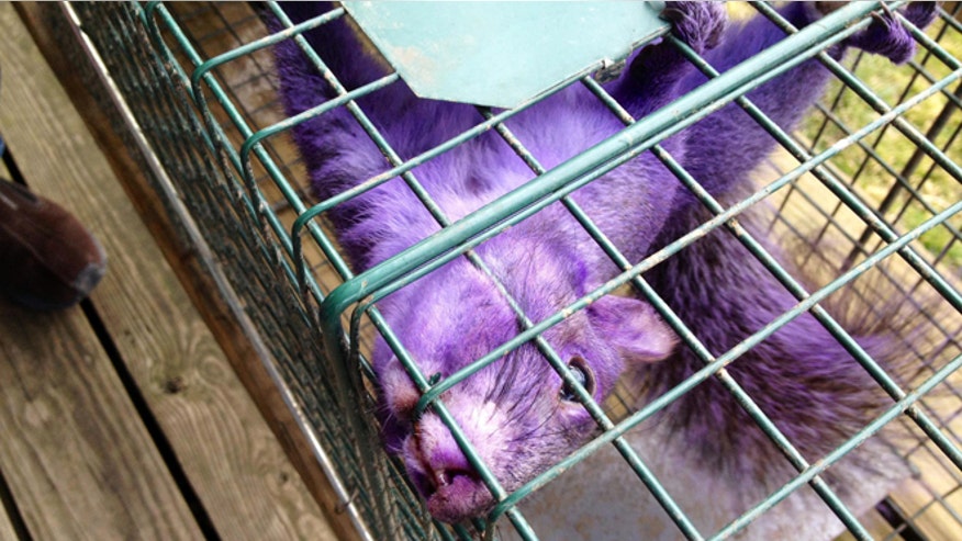 Purple_Squirrel_Accuweather.jpg