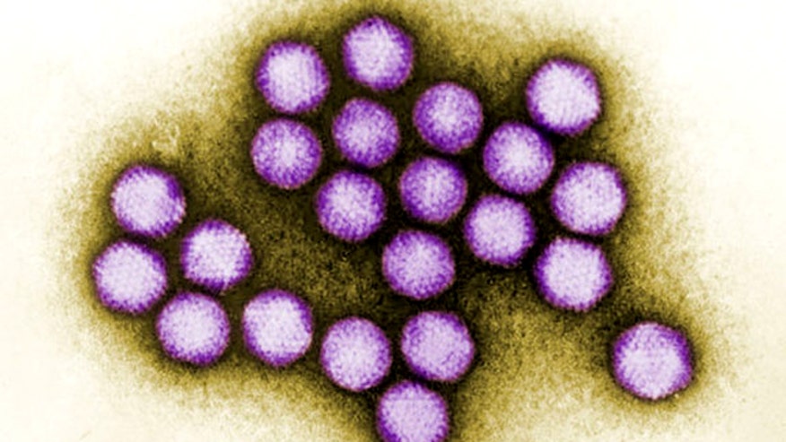adenovirus.jpg