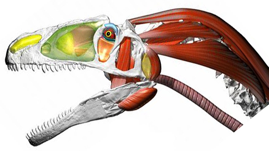 theropod allosaurus