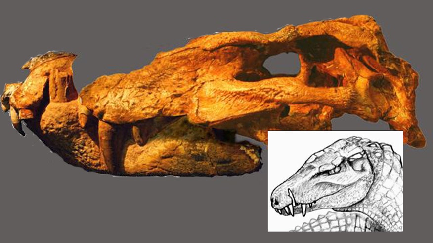 ancient crocodile skull