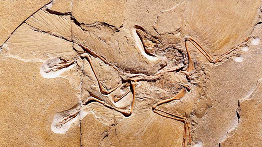 real archaeopteryx fossil