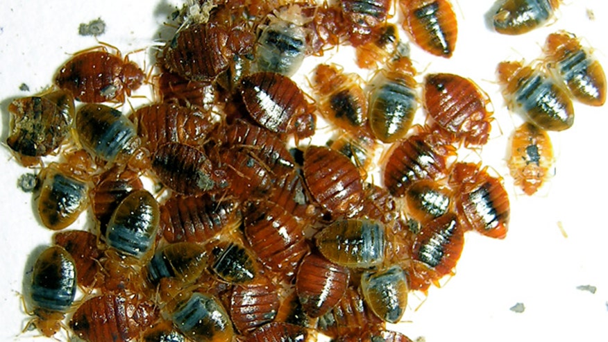 Bedbug Invasion