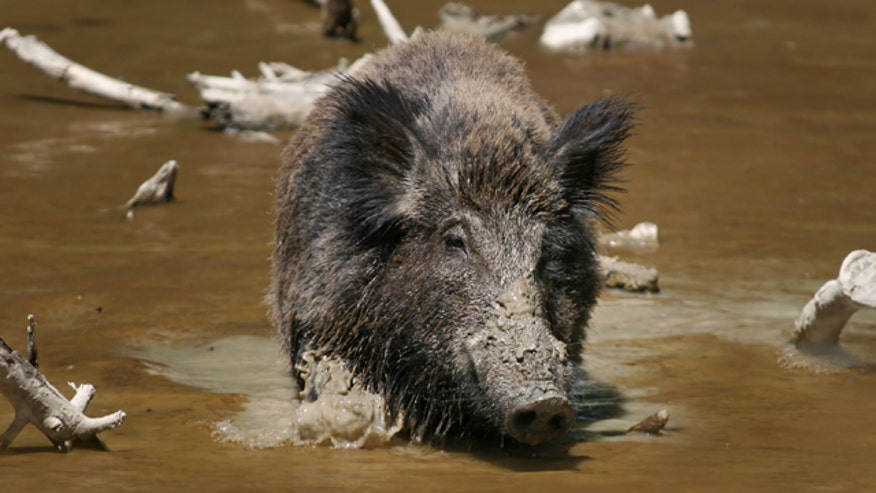 Wild Boar