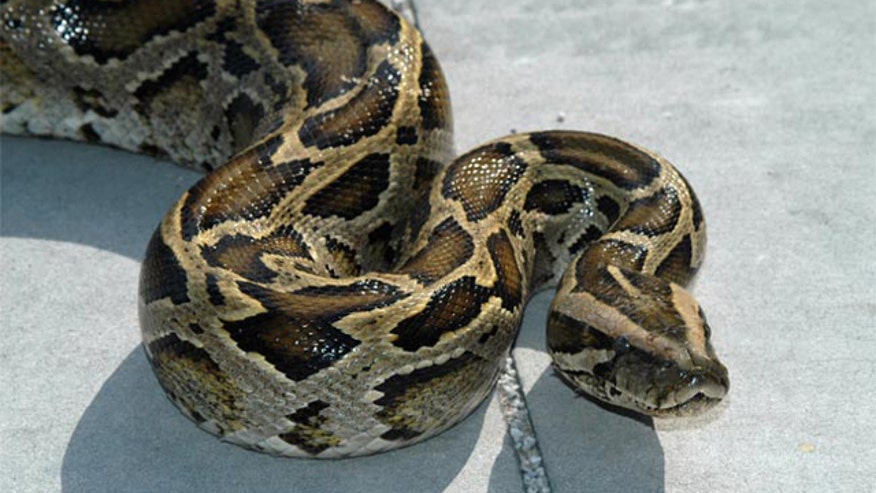 Burmese python