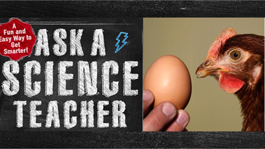 chicken-or-egg-black.jpg