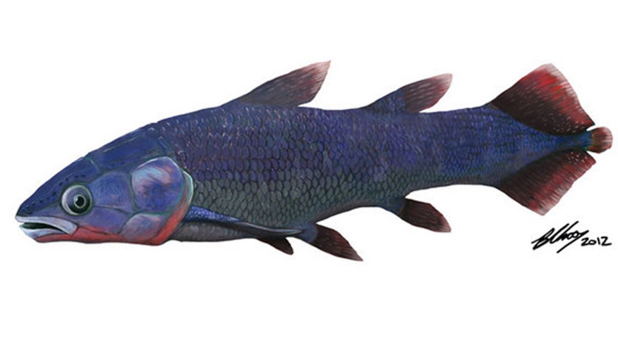 coelacanth-drawing.jpg