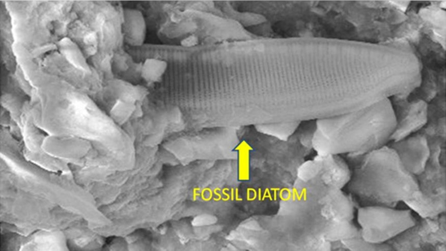 diatom-alien-life-meteorite.jpg