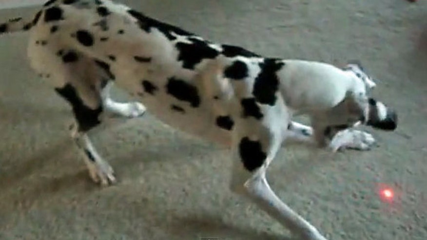 dog-laser.jpg