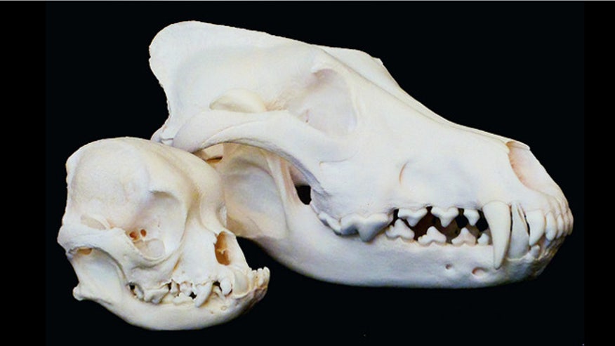 dog-skulls.jpg