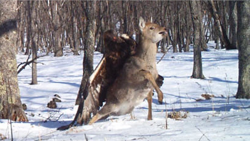 eaglevsdeer.jpg