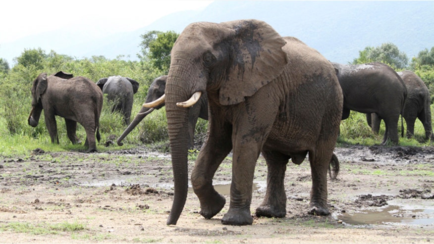 elephant-reuters.jpg