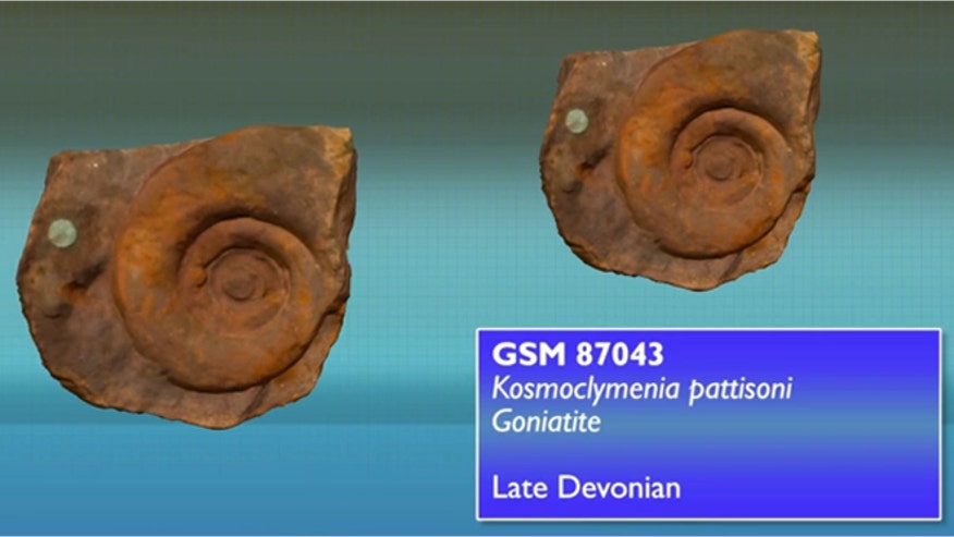 fossils.jpg