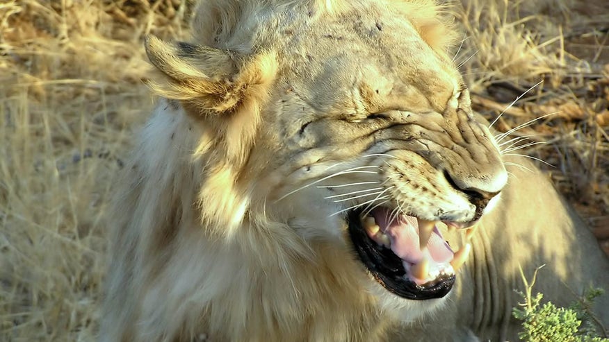 Lion